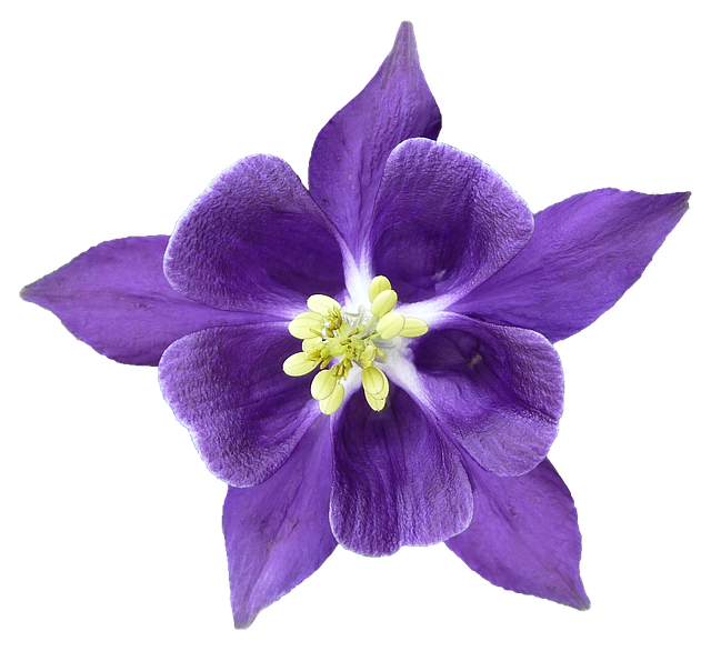 columbine-2305471_640